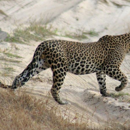 Big Game - Wilpattu By Eco Team Hotell Eksteriør bilde