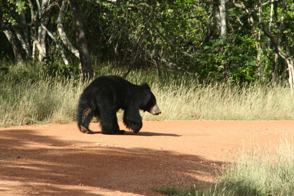 Big Game - Wilpattu By Eco Team Hotell Eksteriør bilde