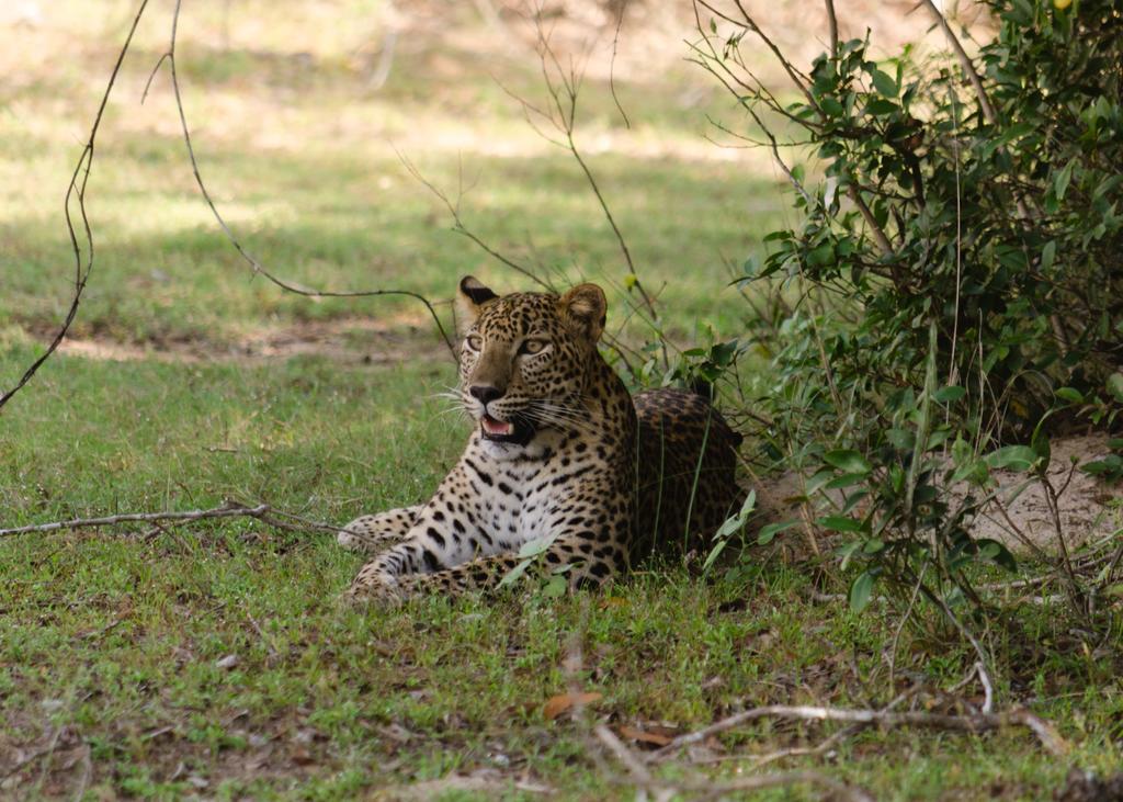 Big Game - Wilpattu By Eco Team Hotell Eksteriør bilde