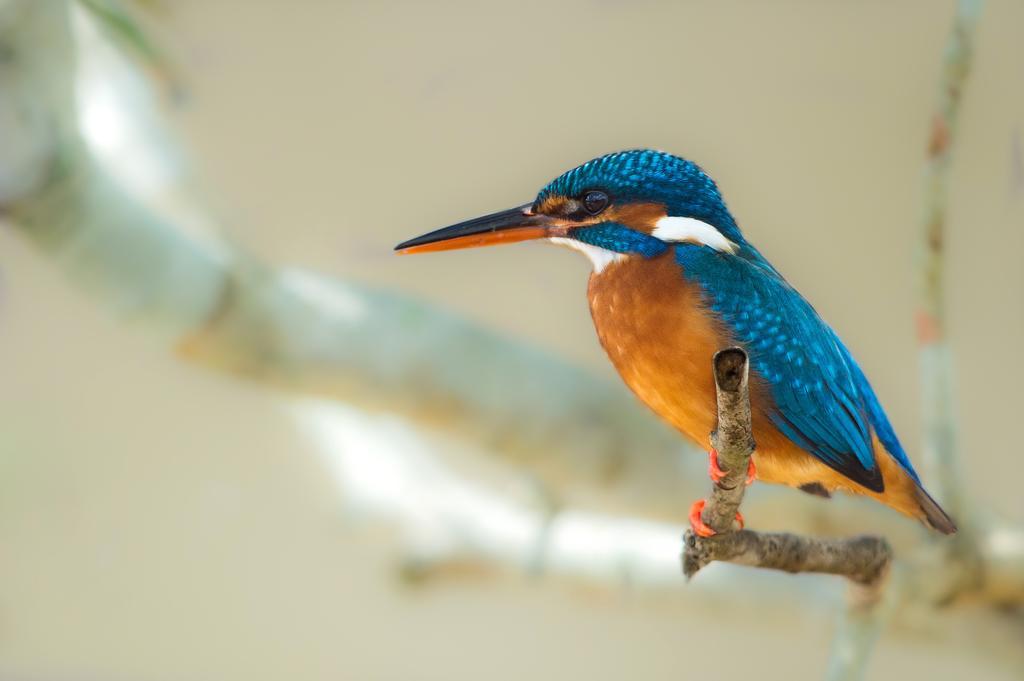 Big Game - Wilpattu By Eco Team Hotell Eksteriør bilde